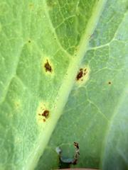 Puccinia embergeriae