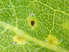 Puccinia embergeriae