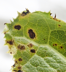 Puccinia embergeriae