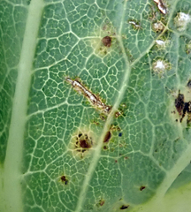 Puccinia embergeriae