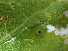 Puccinia embergeriae