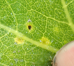 Puccinia embergeriae