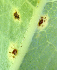 Puccinia embergeriae