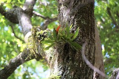 Sarcochilus parviflorus