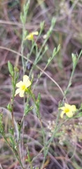 Linum sulcatum