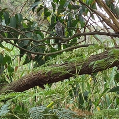 Colluricincla harmonica