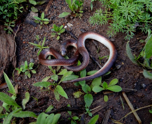 Photo of a Reticulate Ground Snake (Atractus reticulatus)