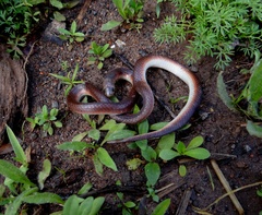 Atractus reticulatus