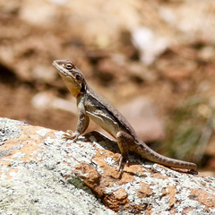 Ctenophorus modestus