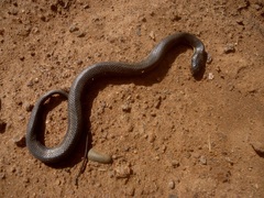 Helicops infrataeniatus