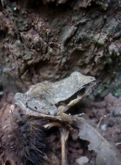 Physalaemus gracilis