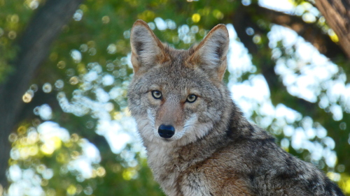 Coyote photographed in New Mexico
