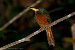 Galbula cyanicollis