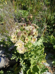 Sonchus grandifolius