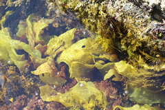 Sarcothalia marginifera