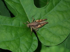 Phaulacridium vittatum