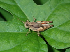 Phaulacridium vittatum