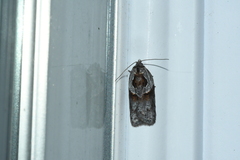 Acleris maculidorsana