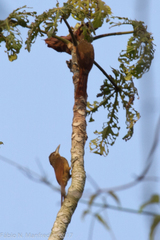 Dendrexetastes rufigula