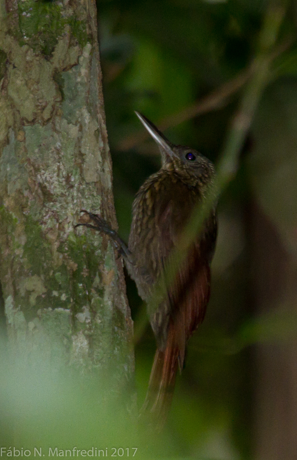 Spix's Woodcreeper illustration
