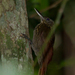 Spix's Woodcreeper - Photo (c) fabiomanfredini, some rights reserved (CC BY-NC), uploaded by fabiomanfredini