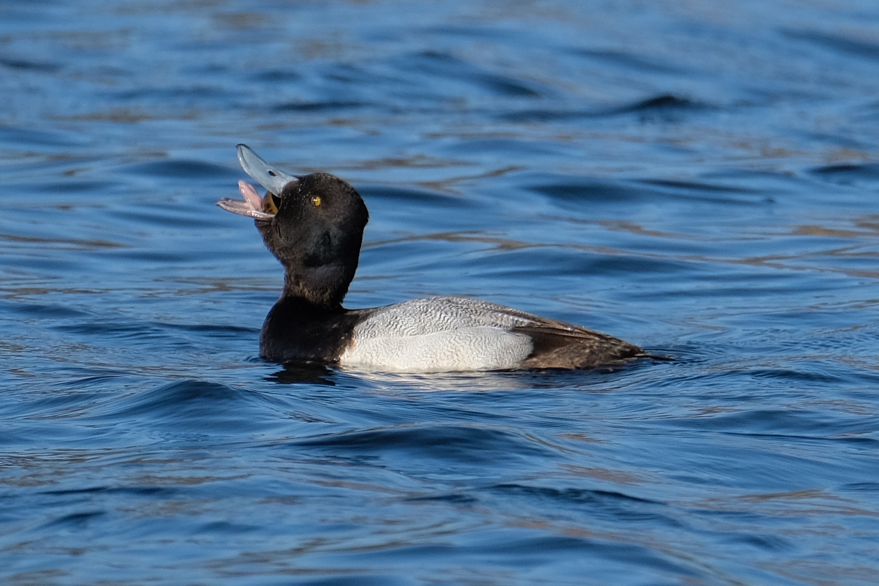 Lesser Scaup (Aythya affinis)