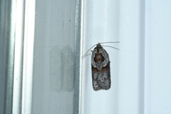 Acleris maculidorsana