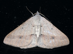 Isturgia penthearia