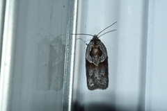Acleris maculidorsana
