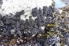 Psilophycus alveatus