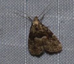 Hypenodes franclemonti