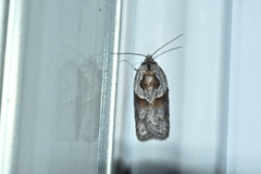 Acleris maculidorsana