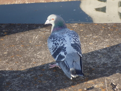 Columba livia domestica