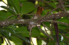 Anabacerthia ruficaudata
