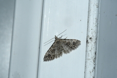 Alucita adriendenisi