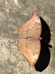 Tanaecia jahnu