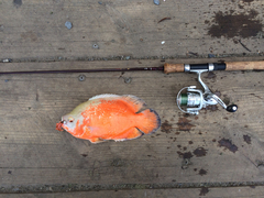 Astronotus ocellatus