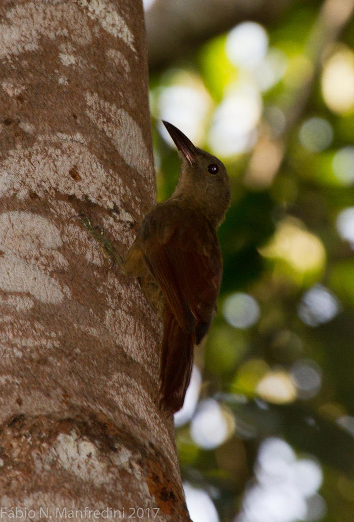 Red-Billed Woodcreeper