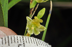 Earina mucronata