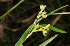 Earina mucronata