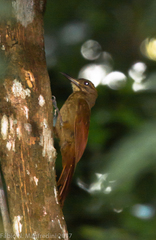 Dendrocincla fuliginosa