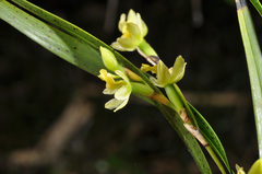 Earina mucronata