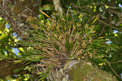 Earina mucronata