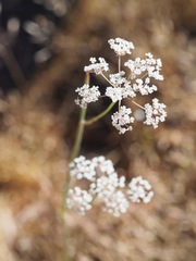 Perideridia parishii