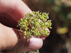 Perideridia parishii