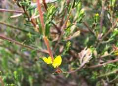 Phyllota remota