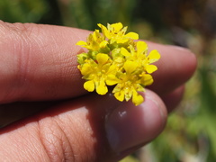 Ivesia lycopodioides