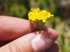 Ivesia lycopodioides