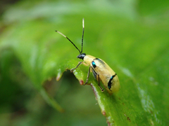 Diabrotica arcuata