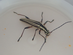 Navomorpha lineata